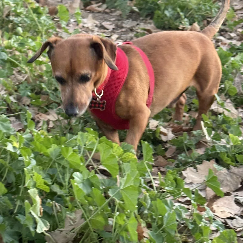 Mr Peanut thumbnail 3