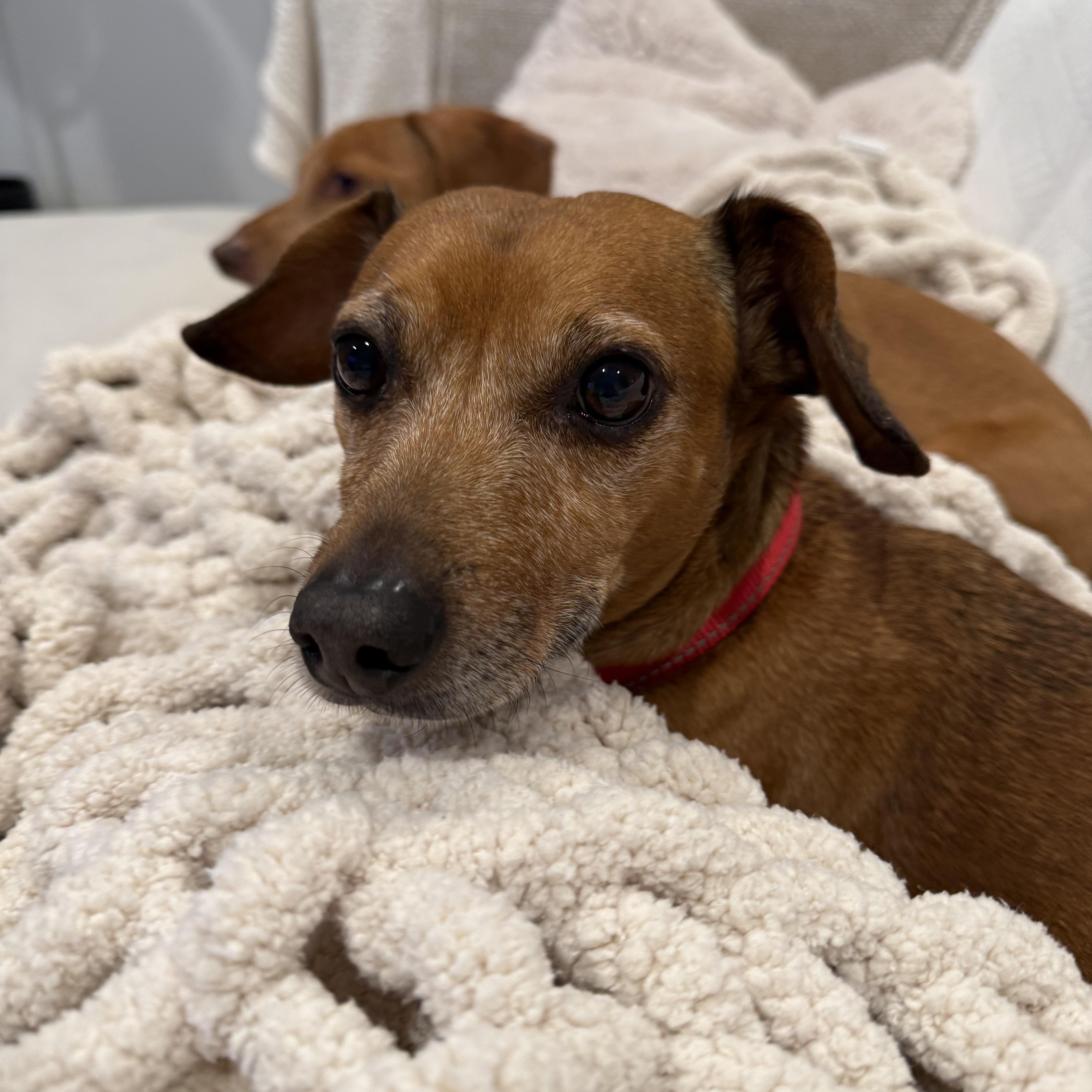 Mr Peanut thumbnail 5