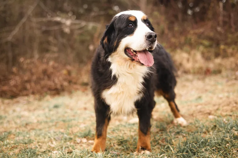 Beverly  Transport thumbnail 2