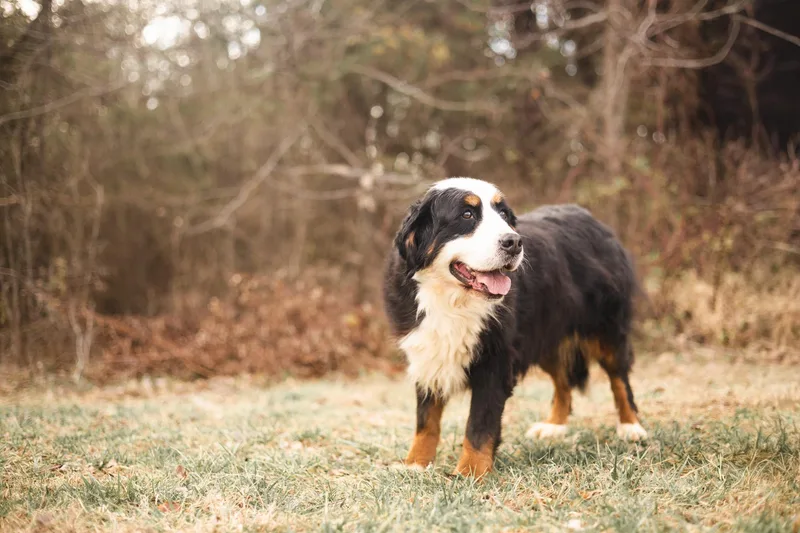 Beverly  Transport thumbnail 3