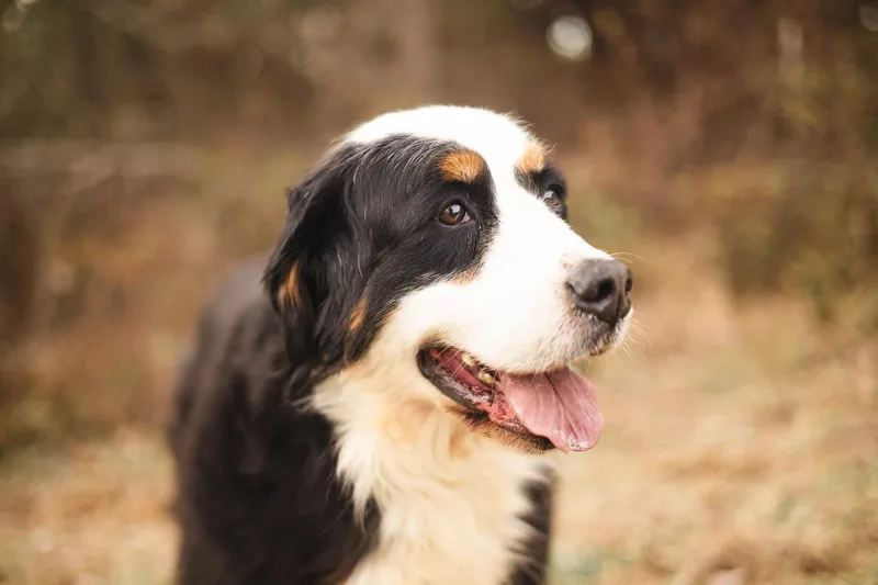 Beverly  Transport thumbnail 4