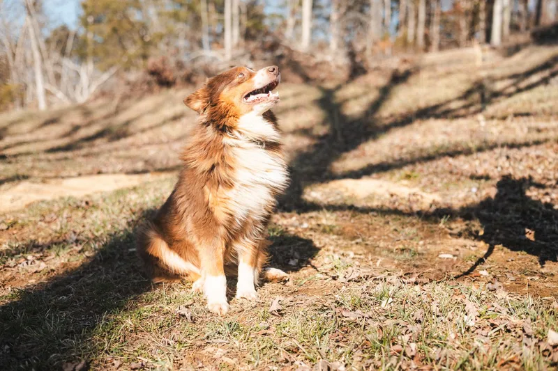 Blaze  Transport thumbnail 3