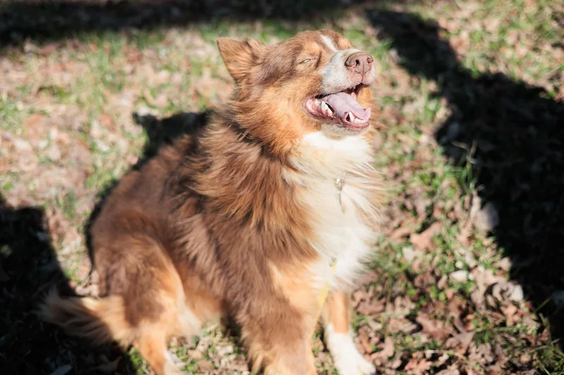 Blaze  Transport thumbnail 5