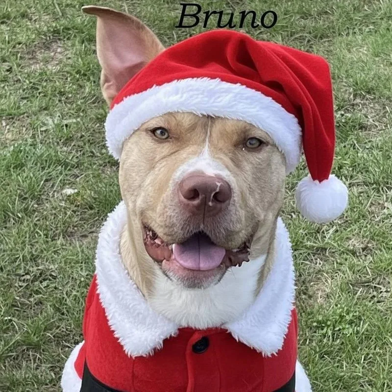Bruno thumbnail 4