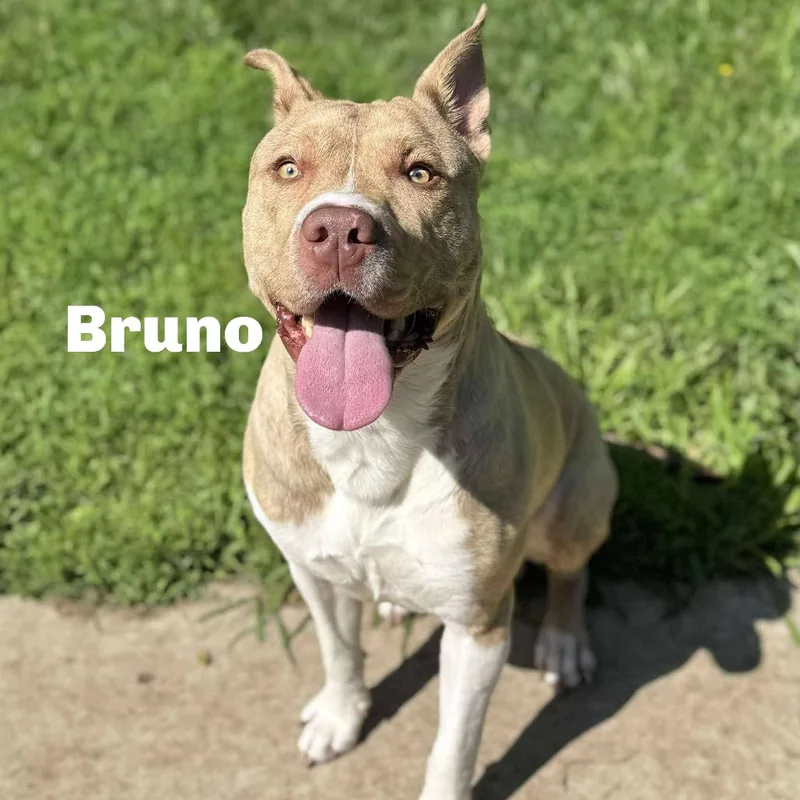 Bruno thumbnail 5