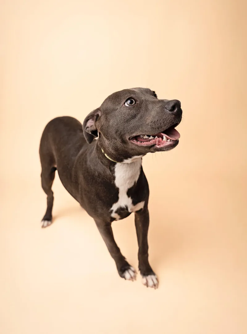 Lavern And Shirley thumbnail 2