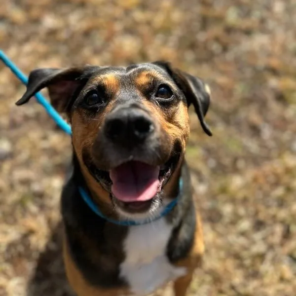 An adult medium-sized male Tricolor (Brown, Black, & White) Mixed Breed dog named Apollo for adoption in Dawsonville, GA