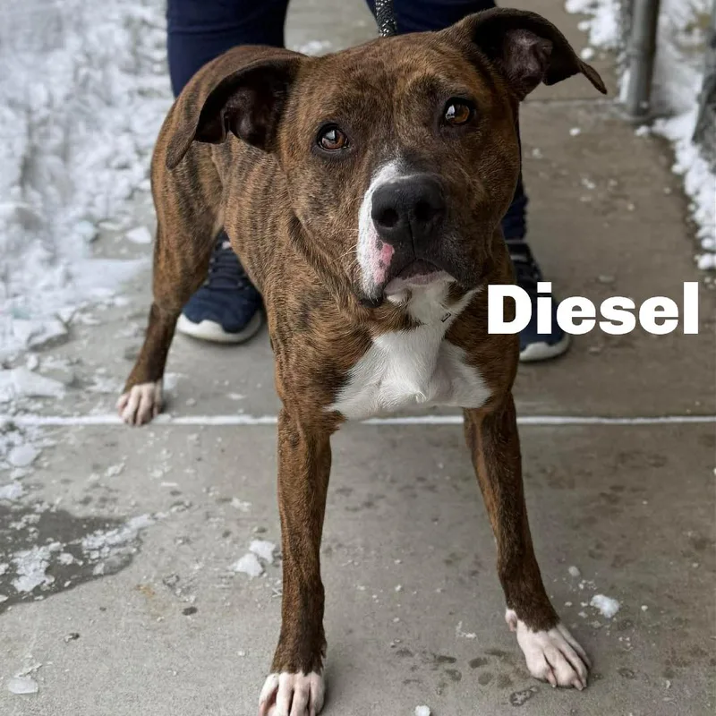 Diesel thumbnail 2