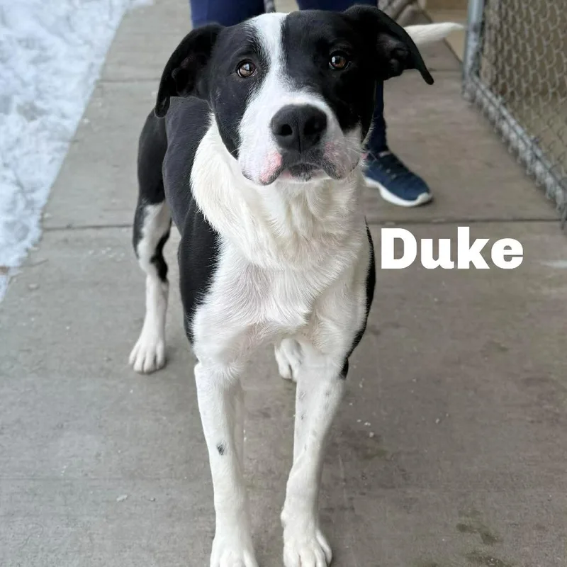 Duke