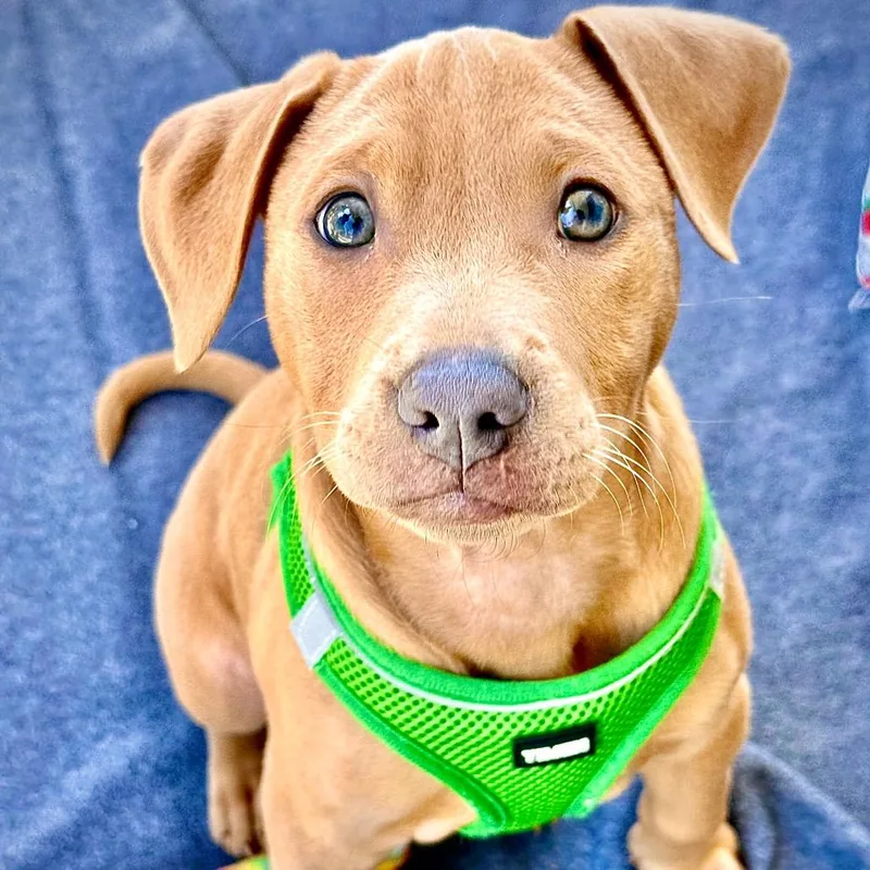 Miss Mayhem thumbnail 5