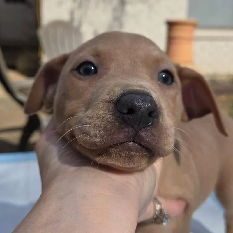 Miss Mayhem thumbnail 6