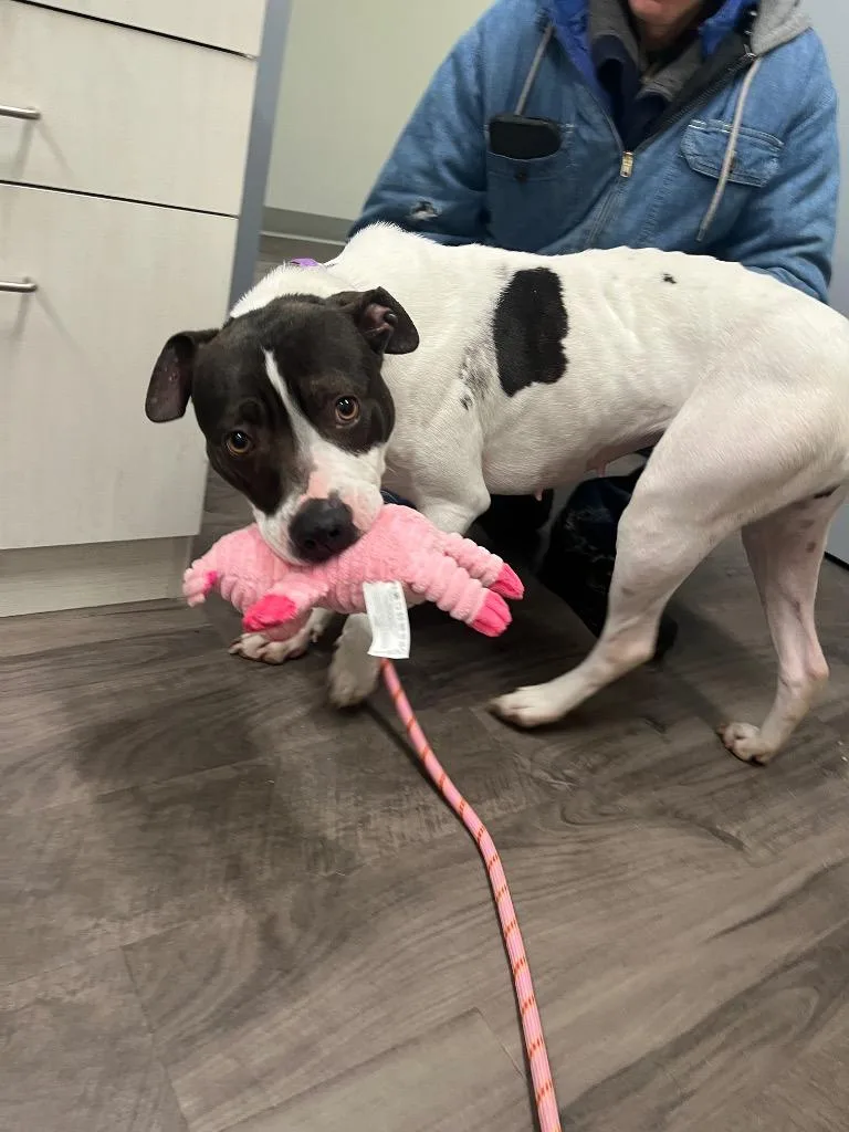 Daisy Moo Cow thumbnail 2