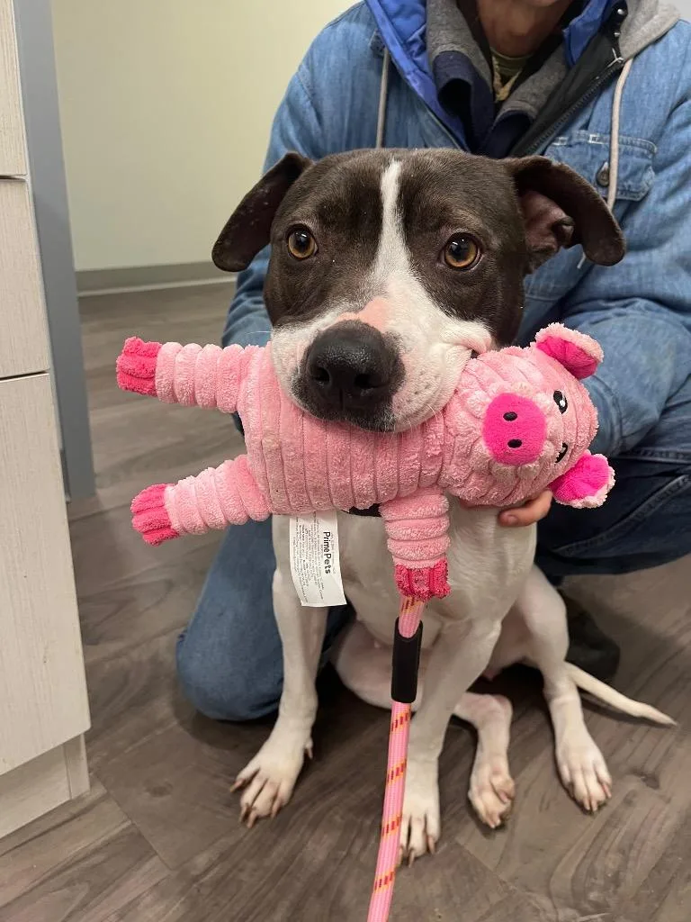 Daisy Moo Cow thumbnail 3