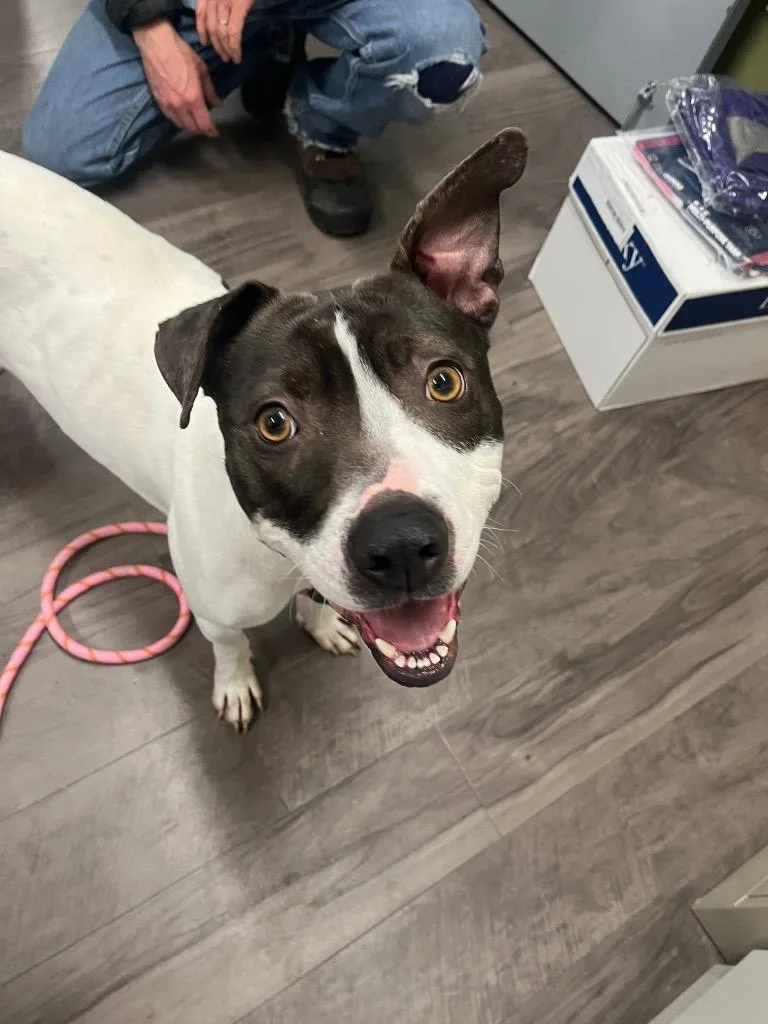 Daisy Moo Cow thumbnail 4