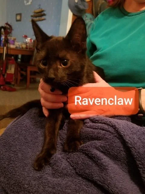 Ravenclaw thumbnail 2