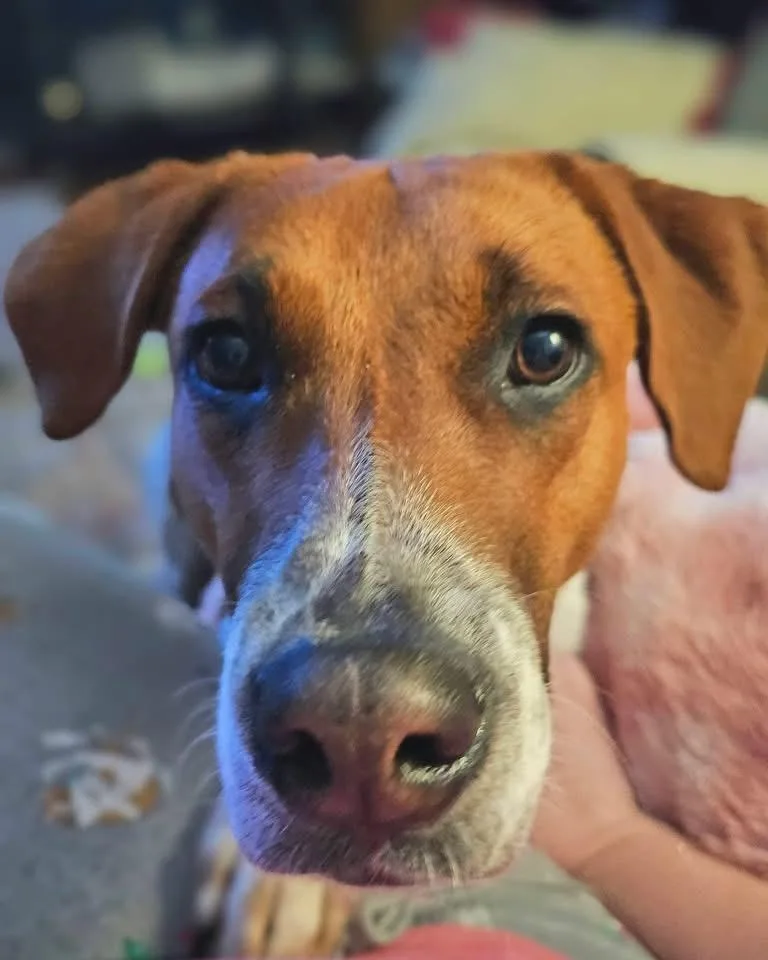 Schmitty thumbnail 2