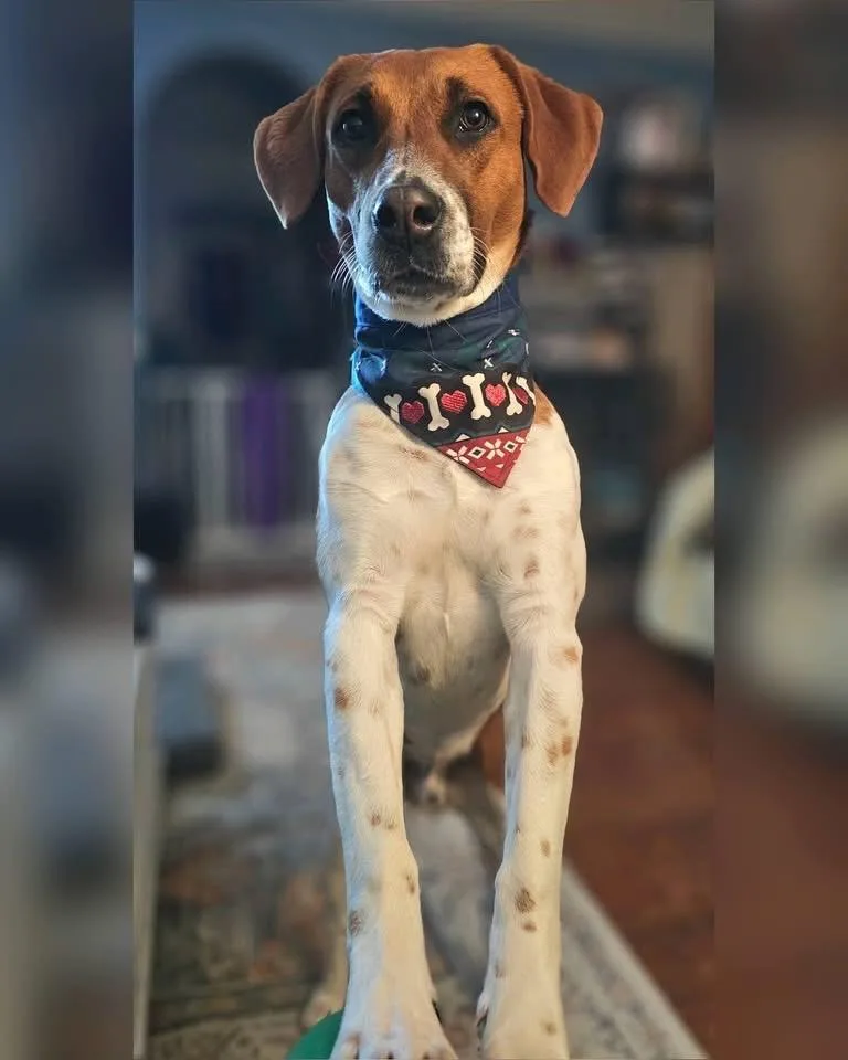 Schmitty thumbnail 3