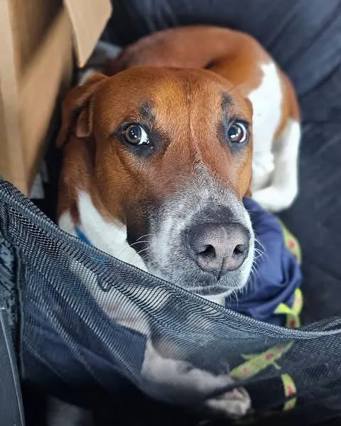 Schmitty thumbnail 4