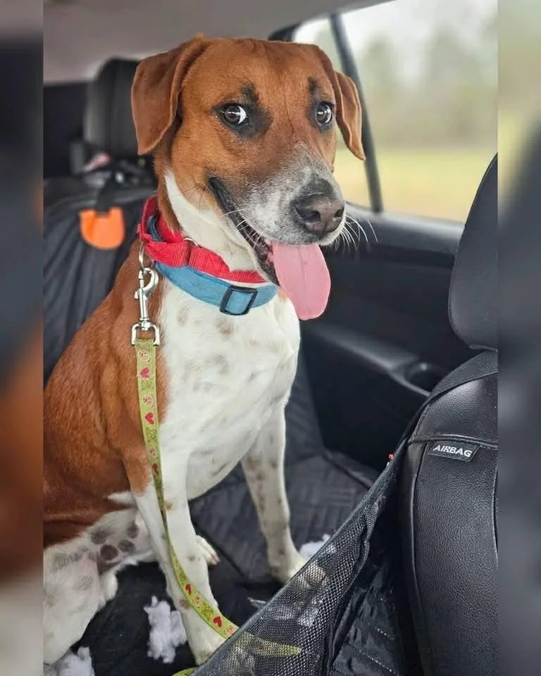 Schmitty thumbnail 5