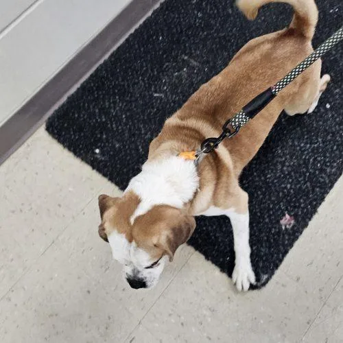 French Fry thumbnail 2