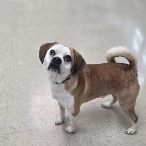 French Fry thumbnail 3