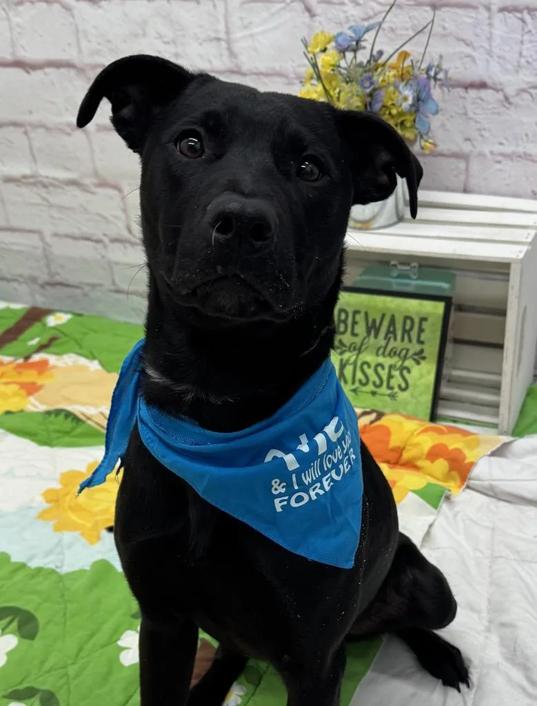 Glenwood thumbnail 4