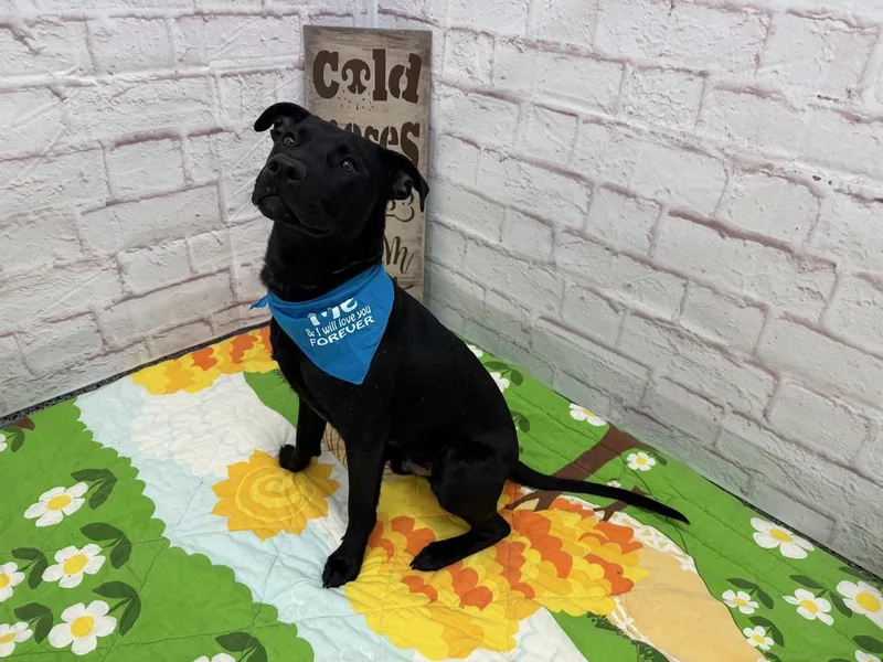 Glenwood thumbnail 6