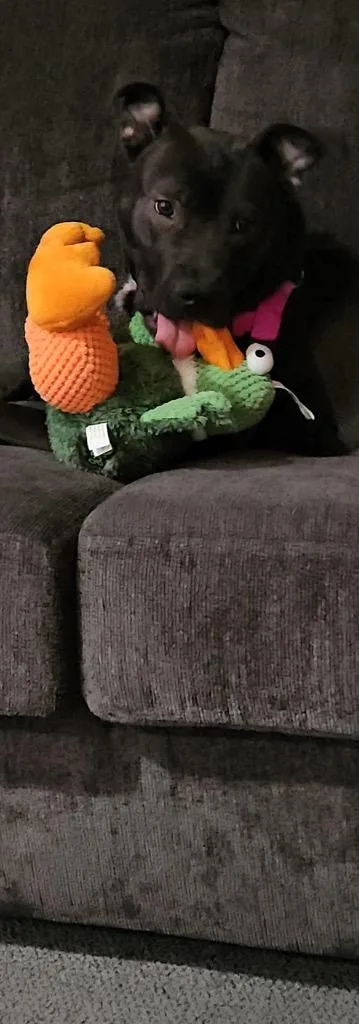 Luna French thumbnail 2