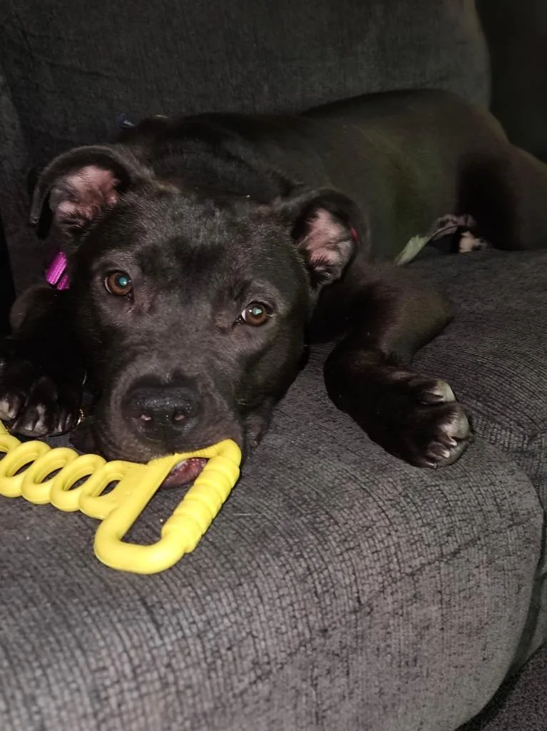 Luna French thumbnail 3