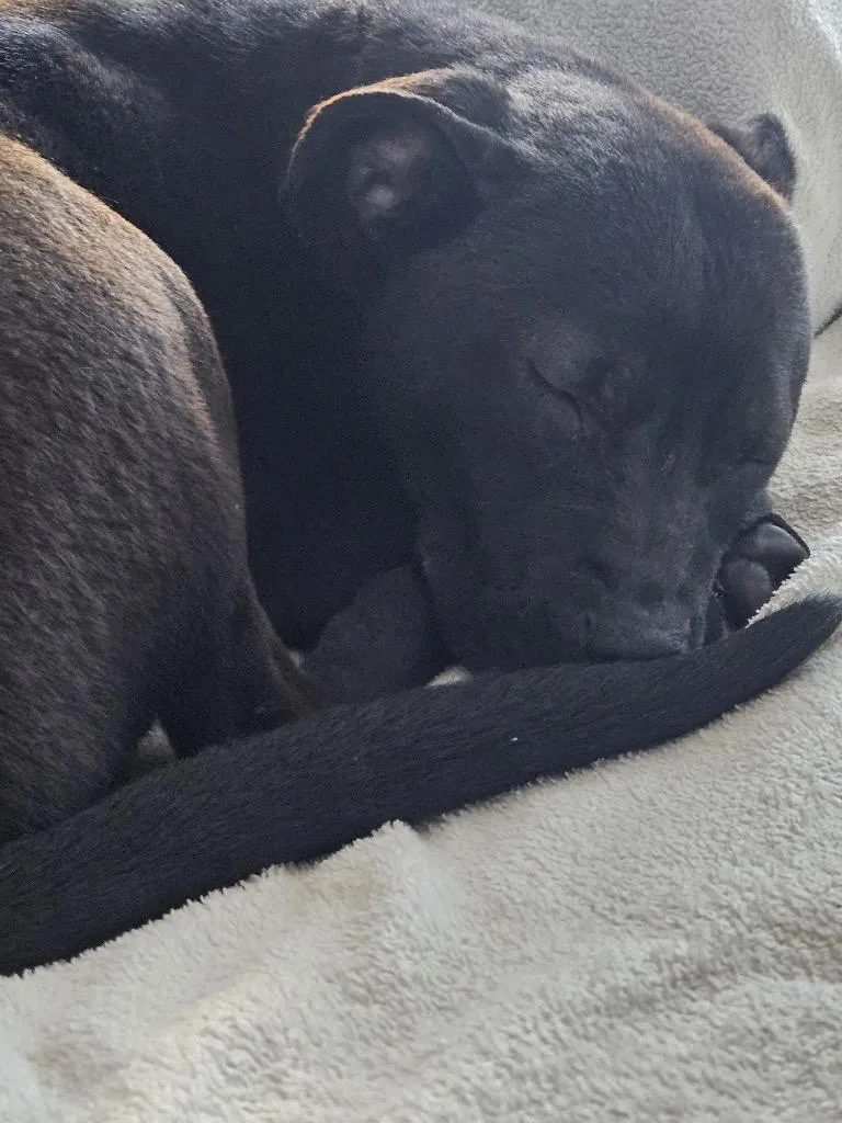 Luna French thumbnail 6