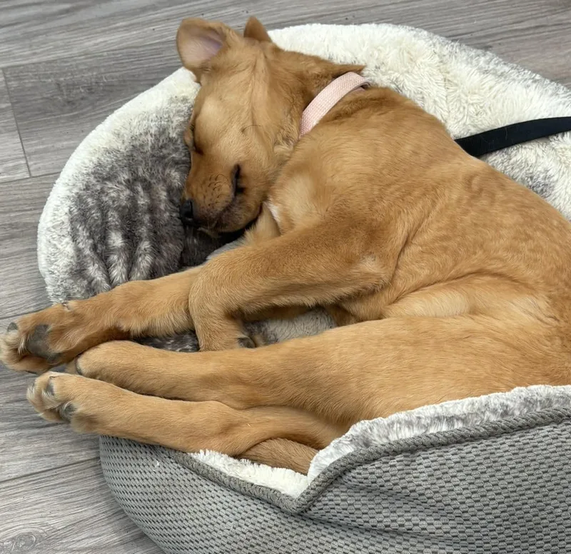 Valentine thumbnail 3