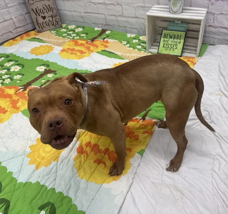 Lindsay Lou thumbnail 2