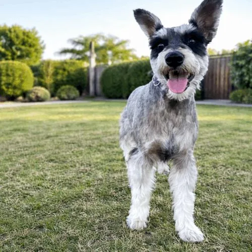 Sadeline thumbnail 2