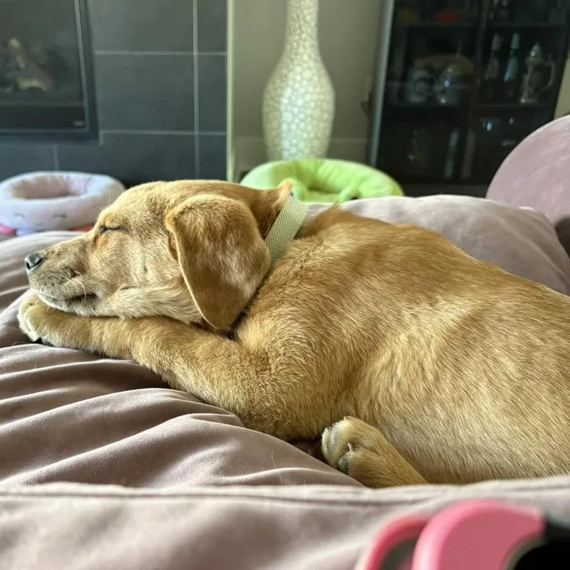 Shamrock thumbnail 2