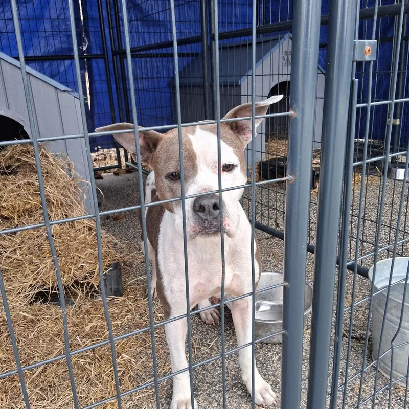 An adult medium-sized female White / Cream Pit Bull Terrier dog named Agnus for adoption in Dillon, SC