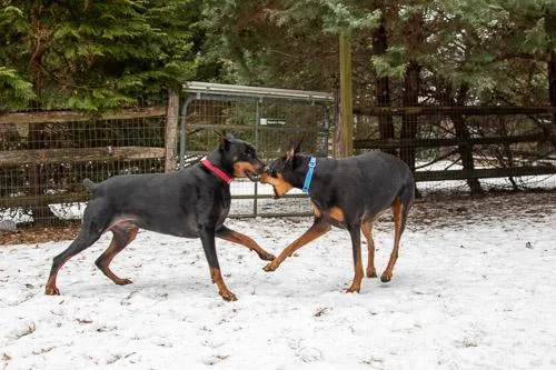 Prosecco thumbnail 6