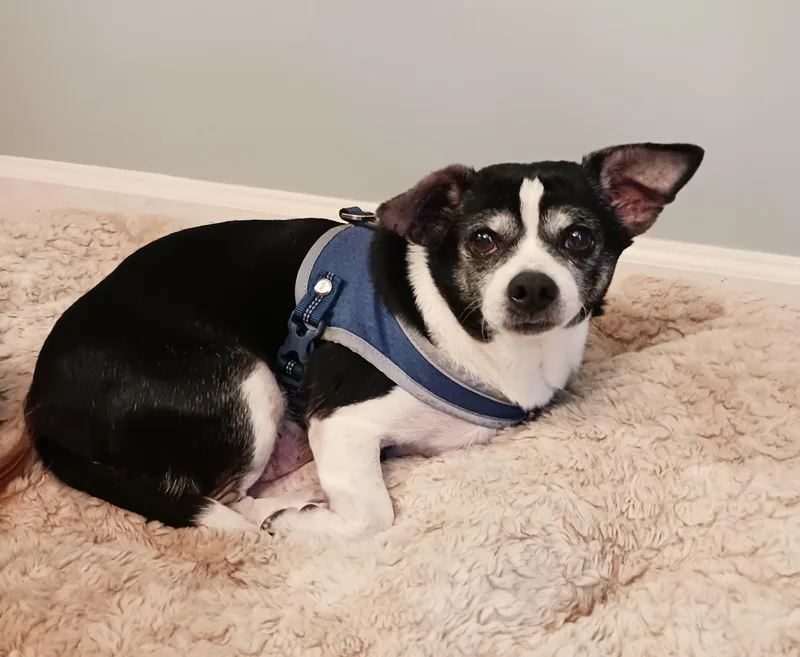 Nicholas thumbnail 4