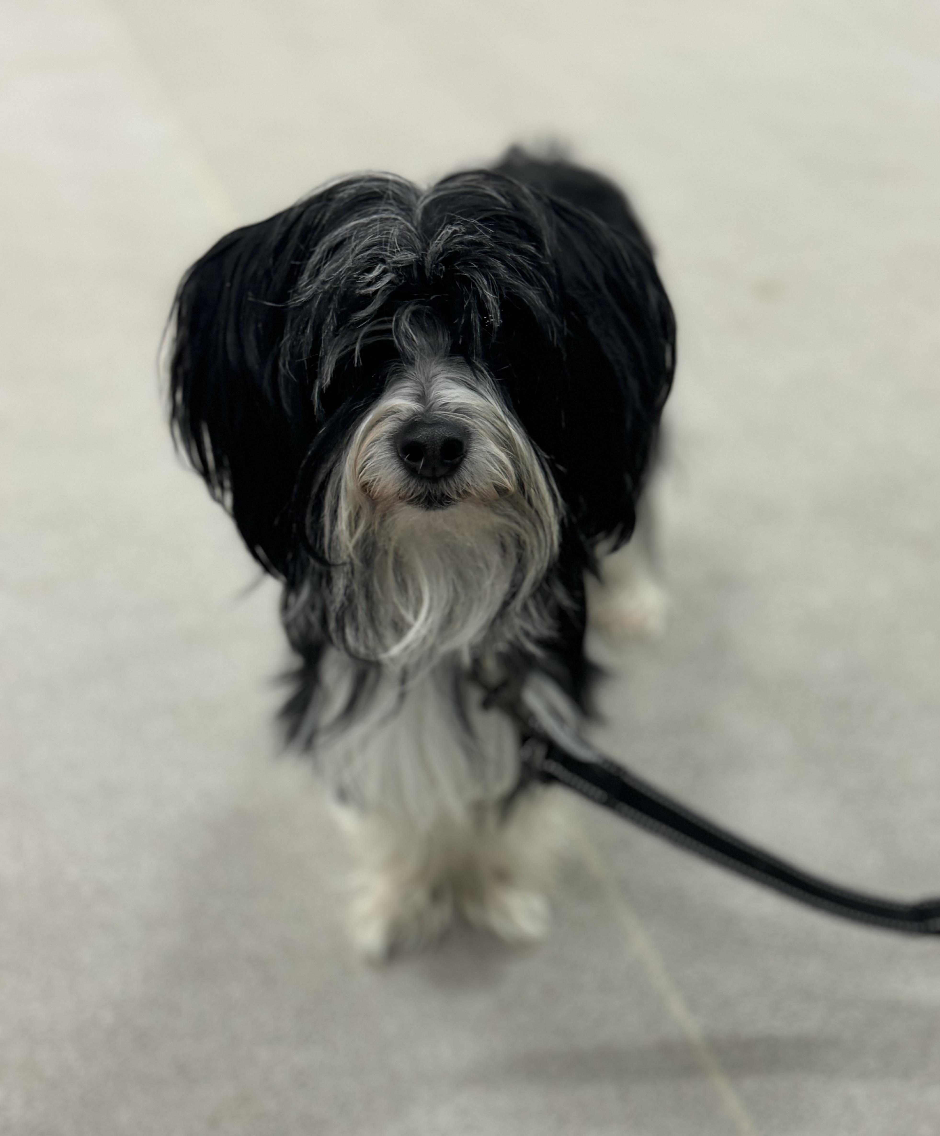 Lily Rose And Dozer thumbnail 3