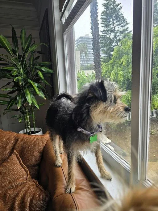 Sunshine thumbnail 3