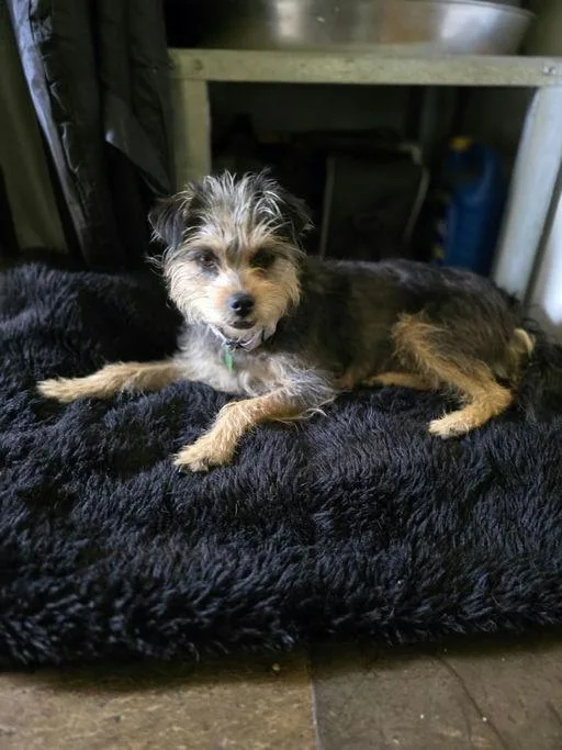 Sunshine thumbnail 4