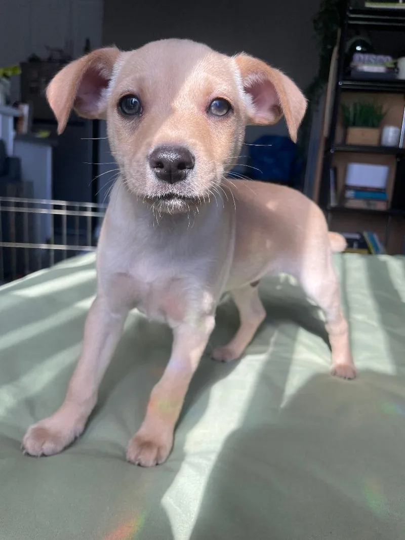 Jam  Sunshine Pup thumbnail 2