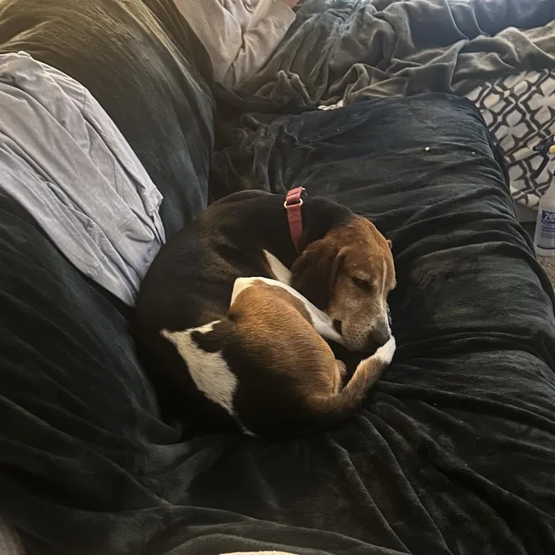 Ferguson thumbnail 2