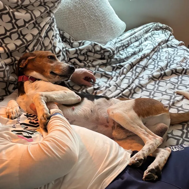 Ferguson thumbnail 4