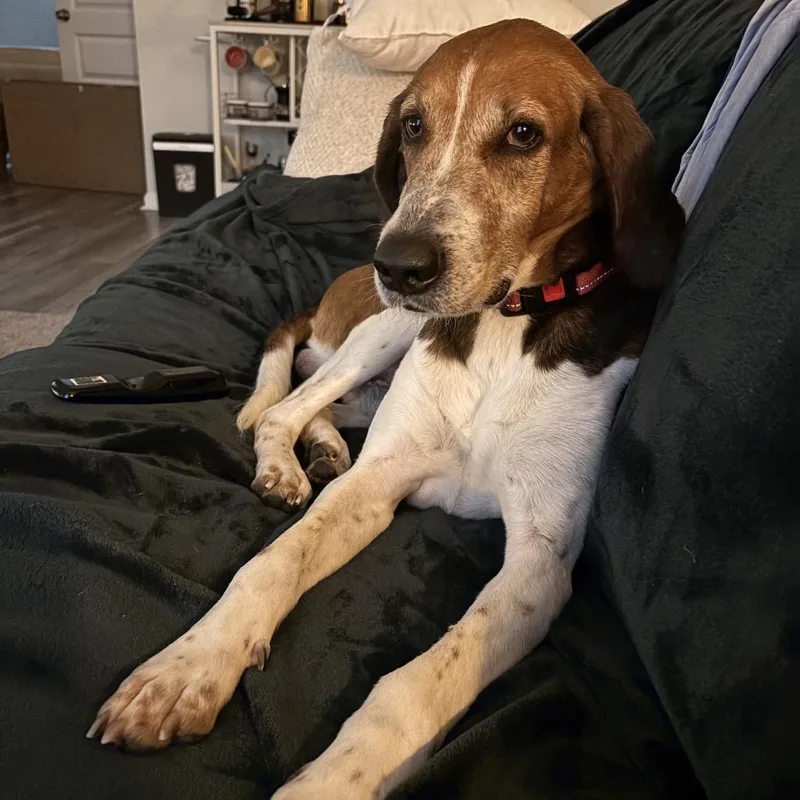 Ferguson thumbnail 6