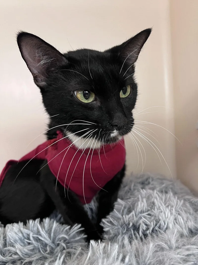 Madison Rps thumbnail 2