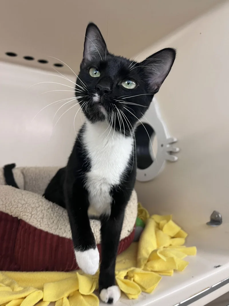 Madison Rps thumbnail 3