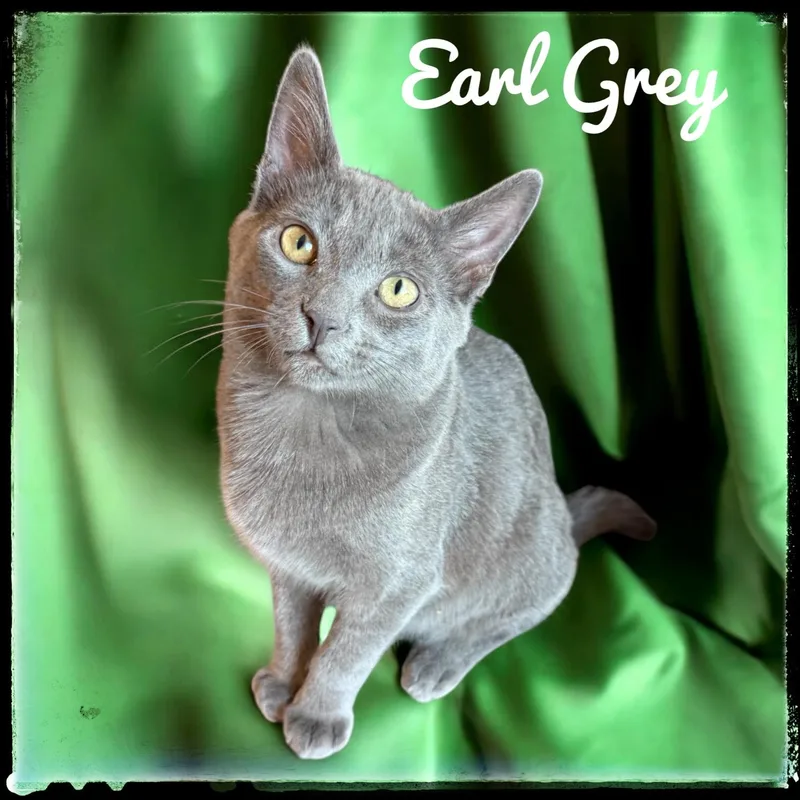 Earl Grey