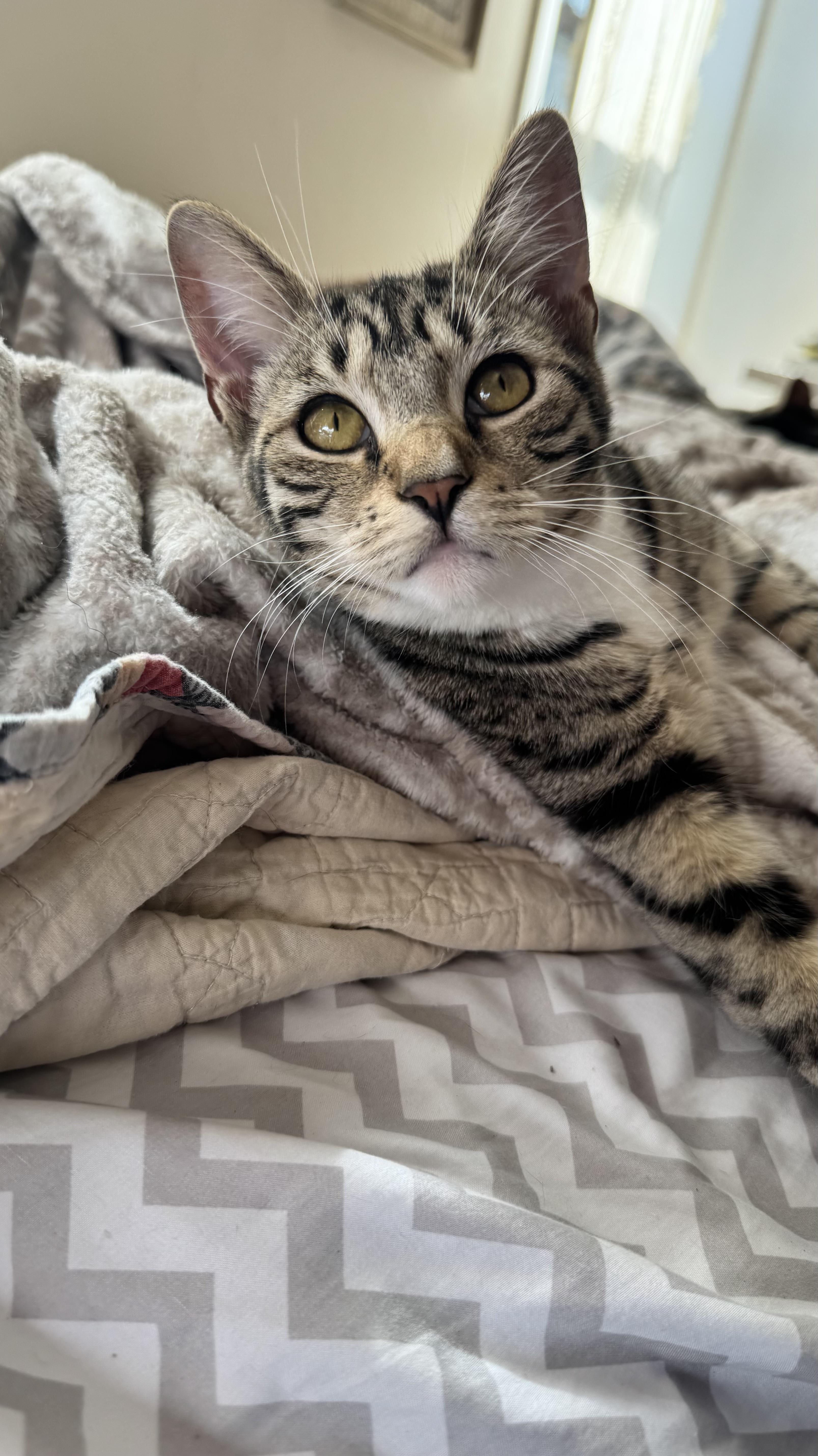 Cornflake thumbnail 2