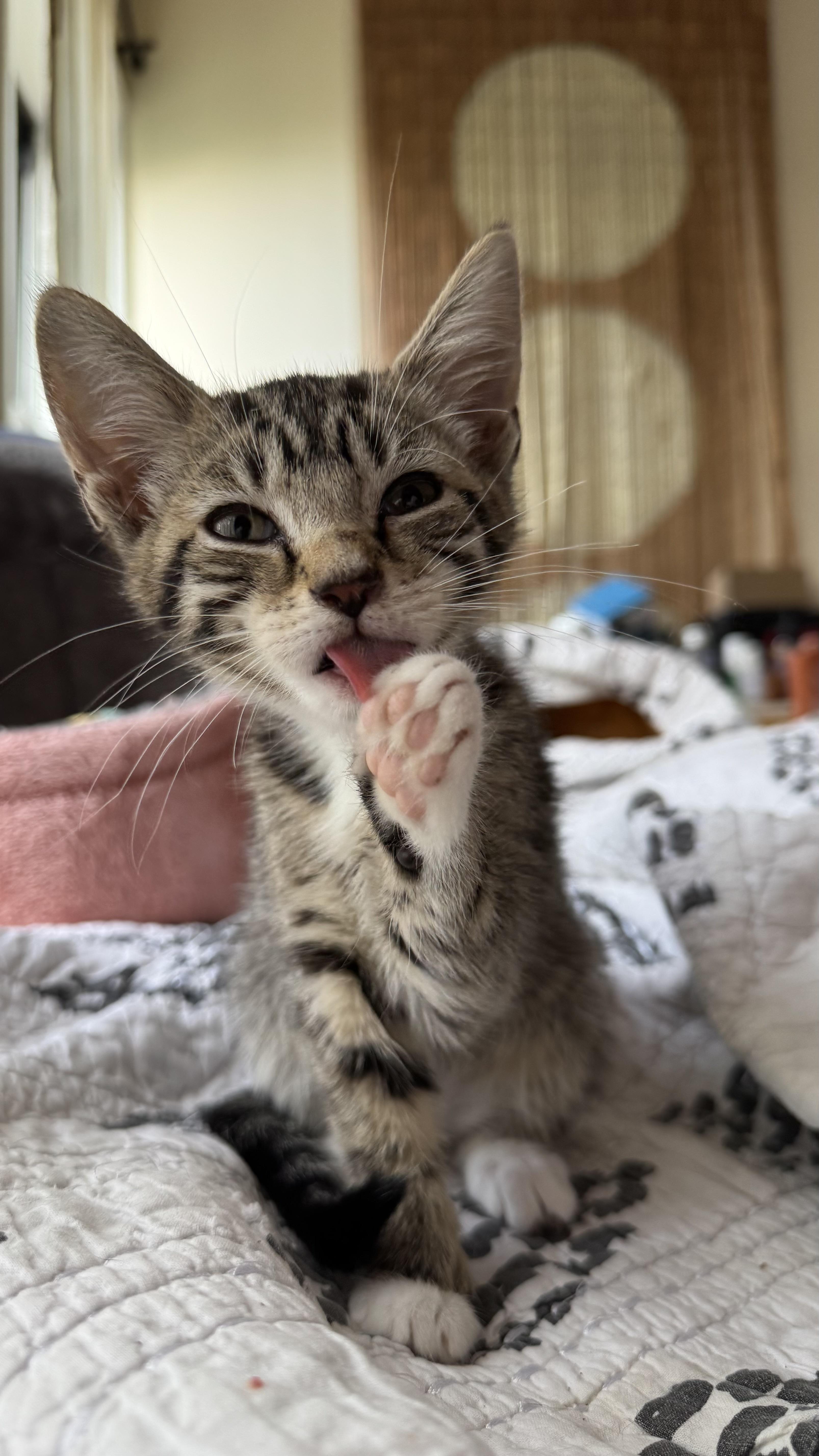 Cornflake thumbnail 3