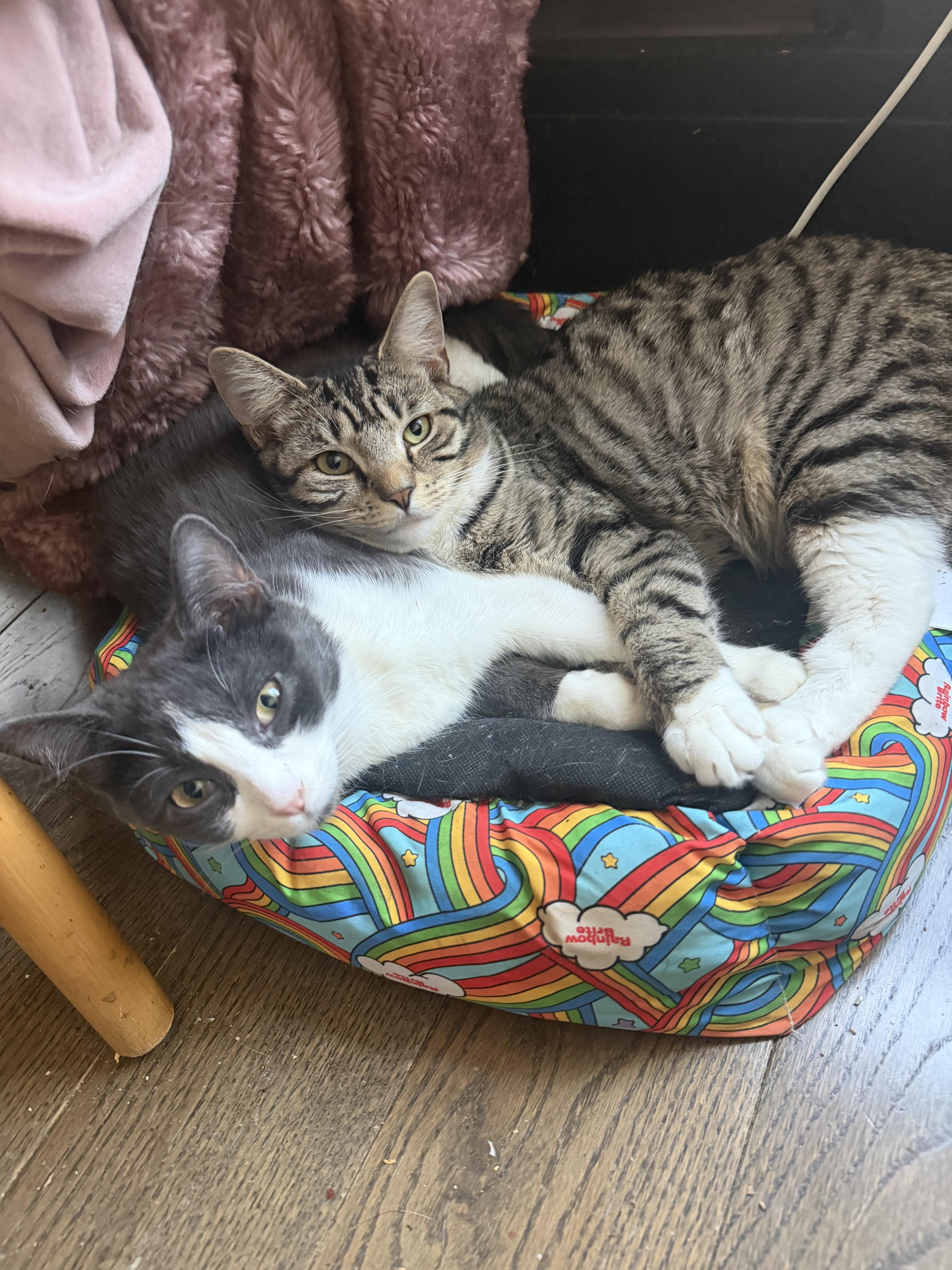 Cornflake thumbnail 4